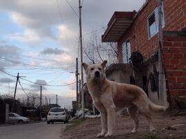 Fotografía 190: Ojo de Perro