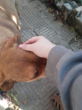 Fotografía 137: Ojo de Perro