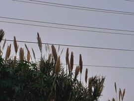 Fotografía 008: Ojo de Perro