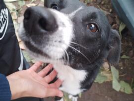 Fotografía 018: Ojo de Perro